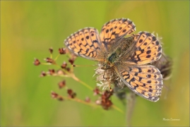 <p>PERLEŤOVEC KOPŘIVOVÝ (Brenthis ino) ----- /Lesser marbled fritillary - Mädesüß-Perlmutterfalter/</p>